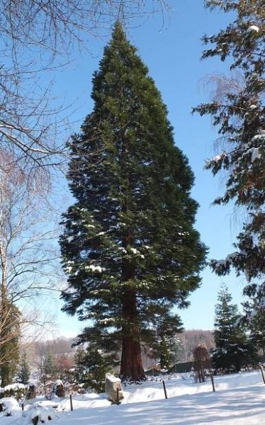 DENDROLOGICZNE OSOBLIWOŚCI ARBORETUM | Arboretum Wojsławice OBUWr.- STRONA OFICJALNA
