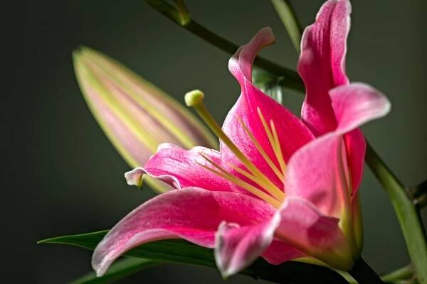 Oriental Lilium: Péče, květiny a další