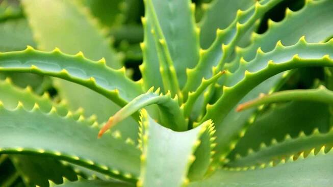 Aloe vera hojí popáleniny, s vnitřním užíváním ale opatrně