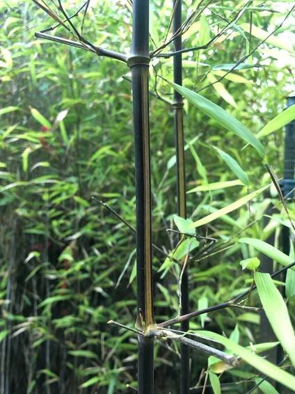 Phyllostachys aureosulcata "Black fire" - Bambusy.cz