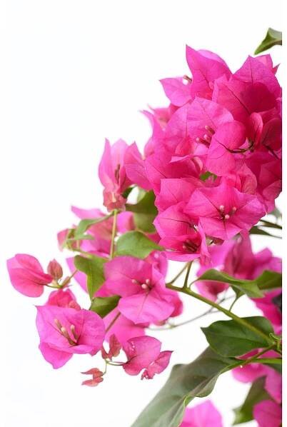 OBI Bugenvilea různé druhy výška cca 70 cm pr. květináče cca 19 cm Bougainvil