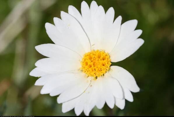 Sunny Daisy