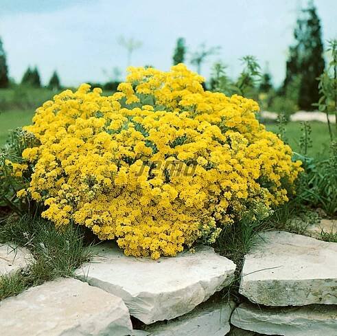 HOBBY, květiny trvalky - Tařice skalní, 6390 (Aurinia saxatilis (syn. Alyssum saxatile))