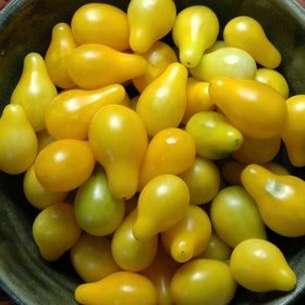 Žlutá hruška Semena rajčat - Lycopersicon esculentum - 120 semen - Lycopersicon esculentum Mill 