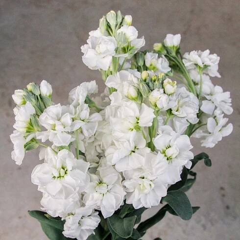 Stock - StoX White