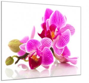 Glasdekor Obraz skleněný čtvercový poupata a květy růžové orchideje