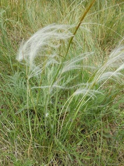 Kavyl Ivanův (Stipa pennata)
