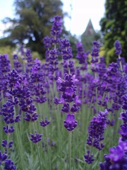 Levandule úzkolistá hidcote modrá Velká Sazenice P11 Barva květů fialová modrá