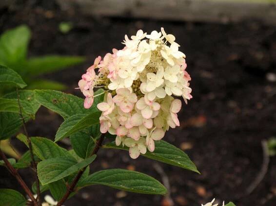 Hortenzie latnatá 'Pink Diamond'