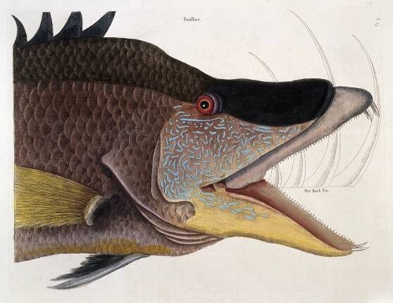 Head and jaws of Great hog-fish,