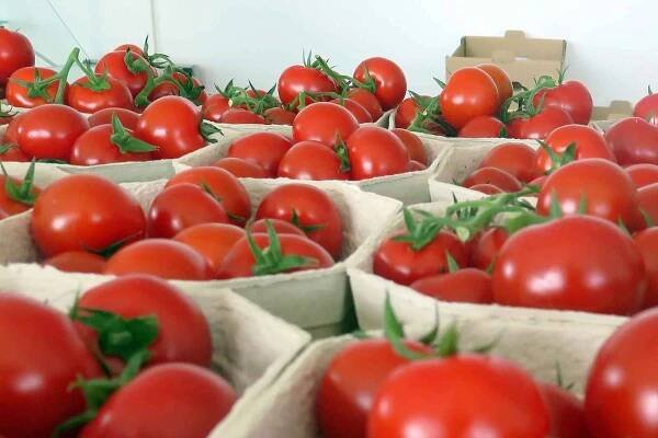 Na farmě v Kožichovicích u Třebíče už prodávají letošní rajčata a okurky.