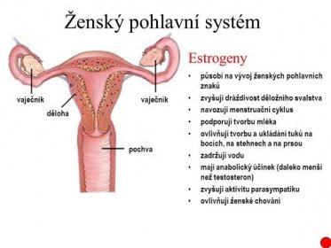 Estrogeny. působí na vývoj ženských pohlavních znaků. zvyšují dráždivost děložního svalstva. navozují menstruační cyklus. podporují tvorbu mléka. ovlivňují tvorbu a ukládání tuků na bocích, na stehnech a na prsou. zadržují vodu. mají anabolický účinek (daleko menší než testosteron) zvyšují aktivitu parasympatiku. ovlivňují ženské chování. vaječník. vaječník. děloha. pochva.