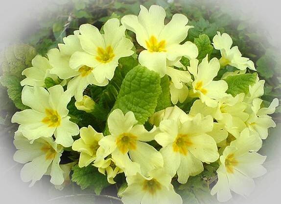 Primula x vulgaris | Květiny Šíblová