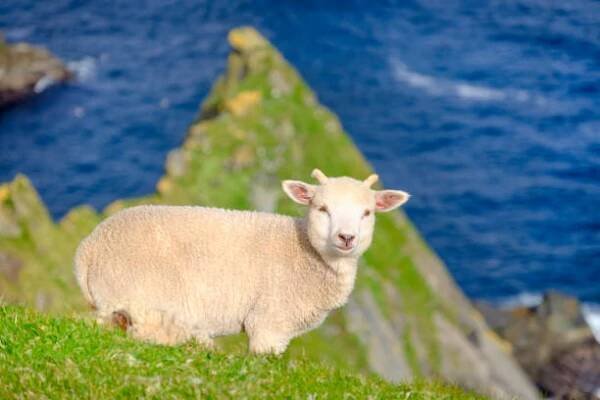 jehněčí na útesech v národní přírodní rezervaci hermaness, dramatickém prostředí na vrcholu útesu unst, shetlandské ostrovy, skotsko. - shetlandy - stock snímky, obrázky a fotky