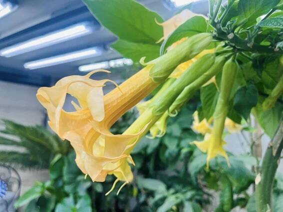WALTZ | Brugmansia