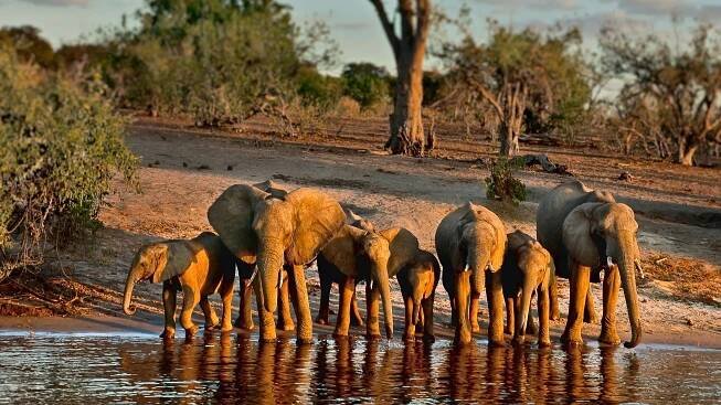 Why You Should Go on a Boat Safari in Botswana
