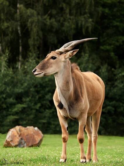 ZOO Dvorec - Borovany, Jižní Čechy | Regiontourist.cz