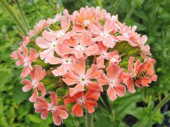 Lychnis chalcedonica " Carnea " - kohoutek plamenný Zahradnictví Krulichovi - zahradnictví, květinářství, trvalky, skalničky
