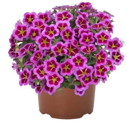 Million bells Tik Tok ROSE - calibrachoa - Lukon Glads s.r.o.