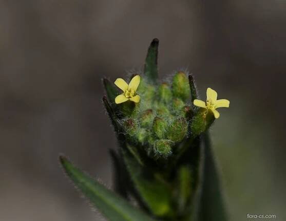Lnička drobnoplodá (Camelina microcarpa)