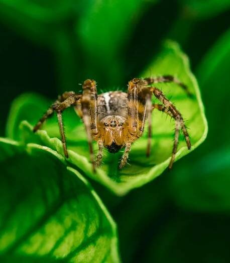 bezplatná Základová fotografie zdarma na téma anatomie pavouka, arthropoda, bezobratlí Základová fotografie
