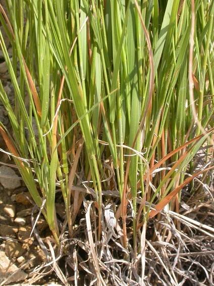 Muhlenbergia cuspidata