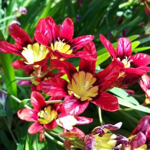 Harlequin Flower Care – Learn About Planting Sparaxis Bulbs