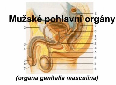 Mužské pohlavní orgány