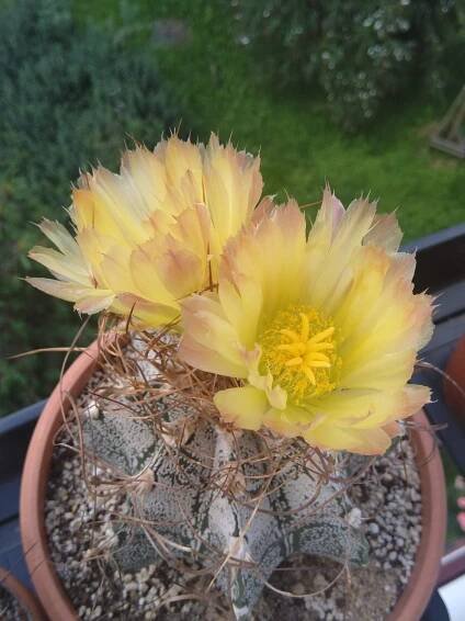Astrophytum - Strana: 4 - Kaktusové fórum KKP