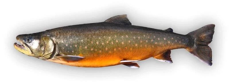 Siven arktický - filet. min. 220g - topvitaminy.cz