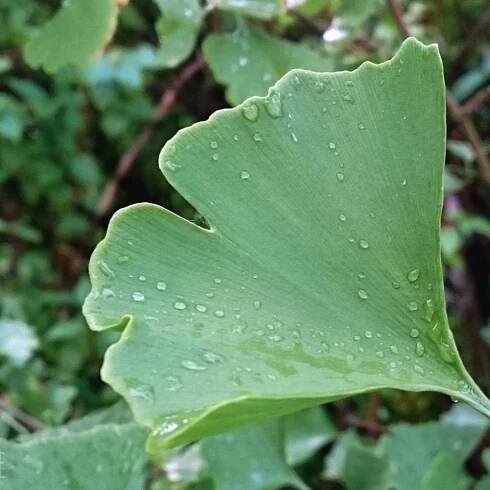 Ginkgo Steckbrief, Pflegetipps & Vermehrung