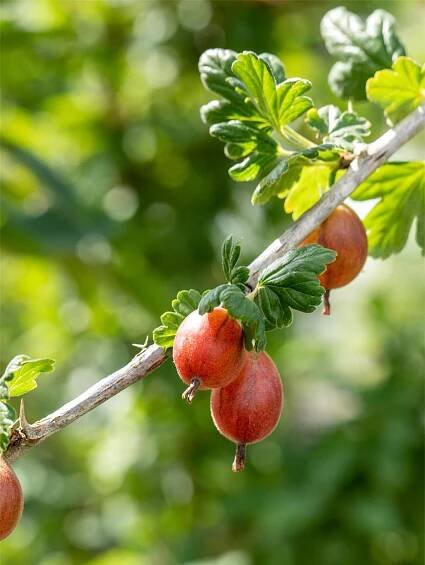 Stachelbeere 'Hinnonmäki rot' • Ribes uva-crispa 'Hinnonmäki rot'