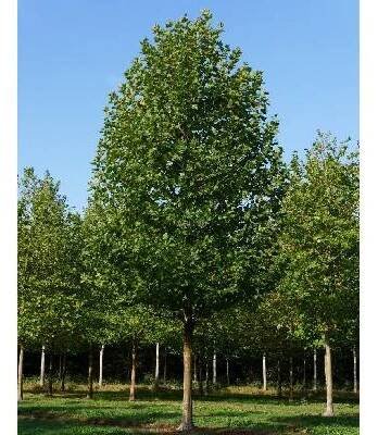 Aronie Arbo Platan javorolistý - Platanus acerifolia - ok 14/16 Okrasné stromy