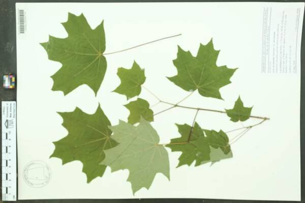 Acer saccharum - Species Page - APA: Alabama Plant Atlas 