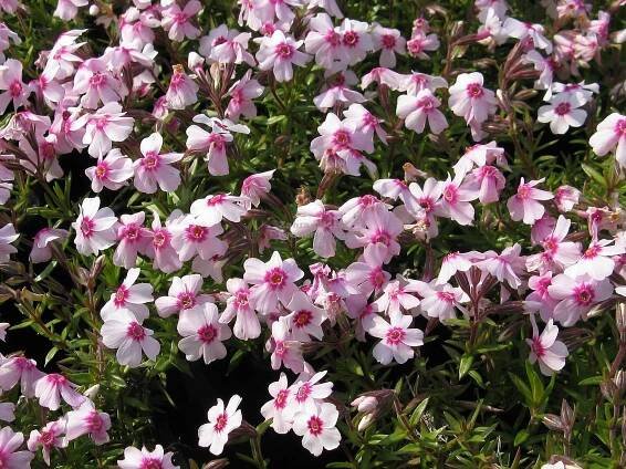 Phlox subulata " Coral Eye " - flox, plamenka Zahradnictví Krulichovi - zahradnictví, květinářství, trvalky, skalničky