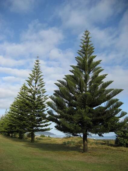 Araucaria heterophylla (Ohope, New Zealand) photo by Kahuroa