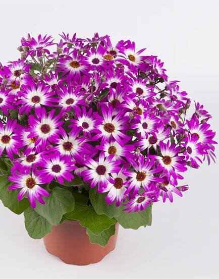 Senetti®-Pink-Bicolor-02.png