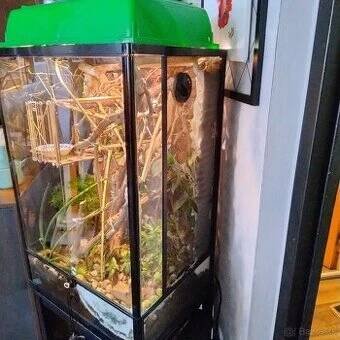 Chameleón s terariom