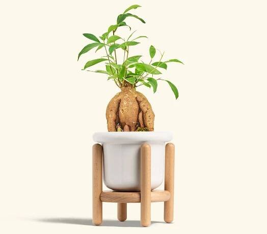 Small Ficus Ginseng in a 4 inches Fat Lip White Planter in a Beech Wood Stand