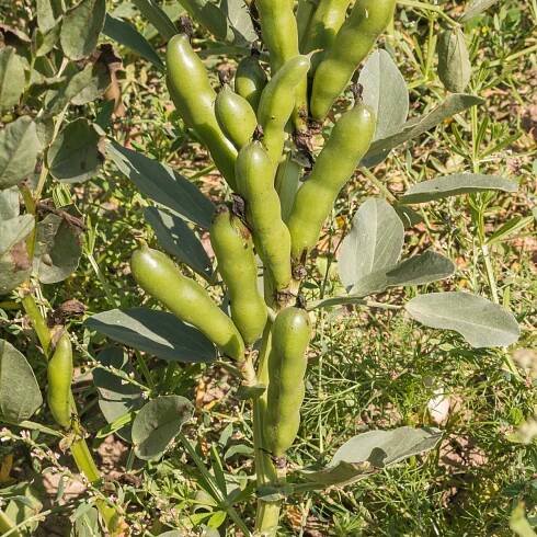 BIO Bob Fruhe Weisskeimige – Vicia faba – bio osivo bobu
