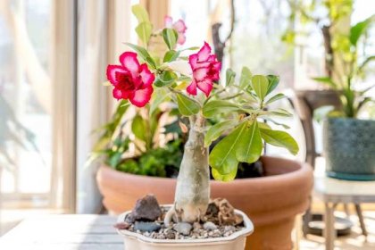 Follow This Easy Guide to Grow Beautiful Desert Rose Plants