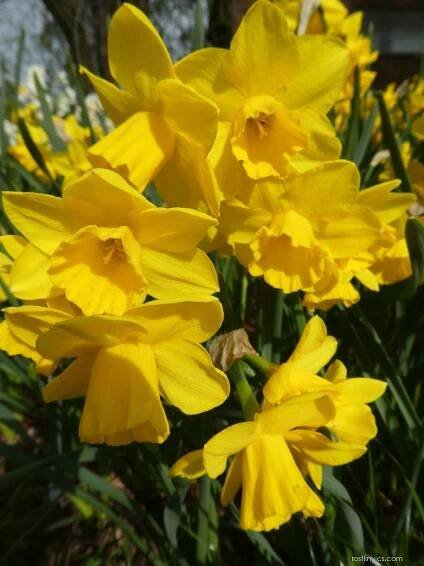 Narcis Quail - Narcissus 2
