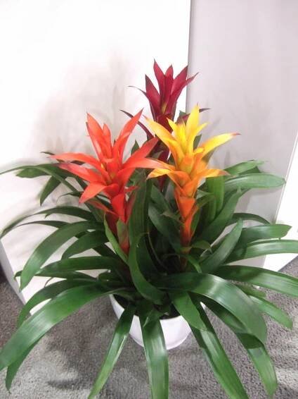 guzmania combo bromeliad