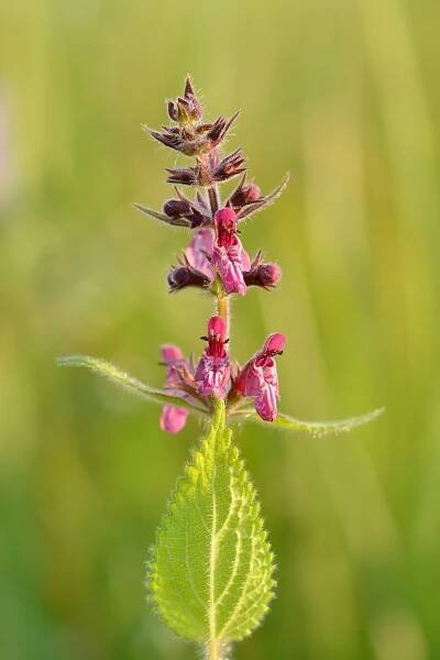 Soubor:Stachys sylvatica - mets-nõianõges.jpg – Wikipedie