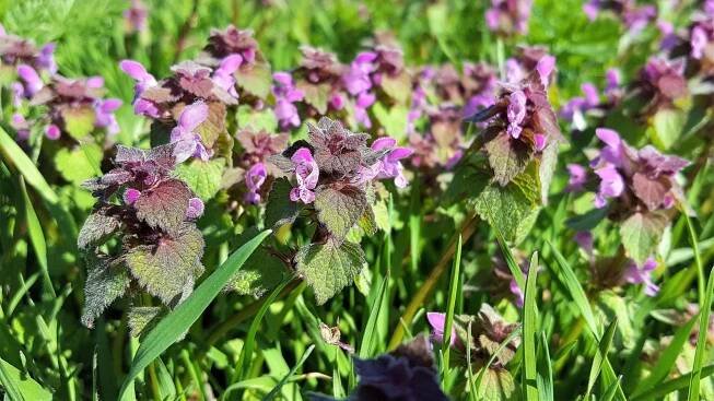 Hluchavka nachová nebo taky purpurová (Lamium purpureum), výrazná nafialovělá rostlina podobná kopřivě dorůstá do výšky okolo 30 cm. 