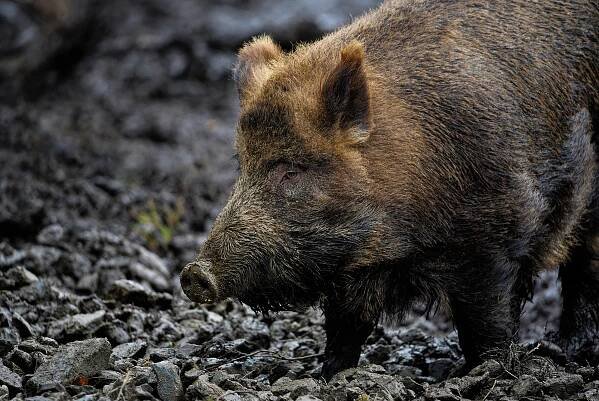 Divočáci se stahují do městské zástavby, láká je nepořádek kolem popelnic i černé skládky