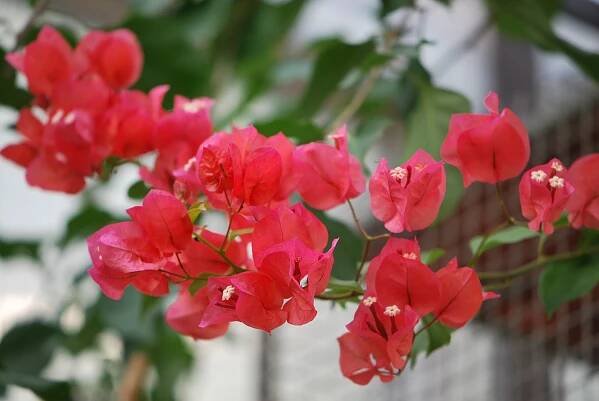 Bugenvilea (Bougainvillea)