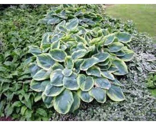 Hosta sieboldiana "Frances Williams" - bohyška