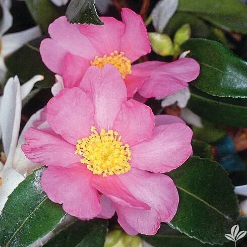PICTURES - Cam Too Camellia Nursery