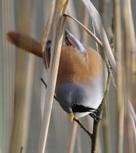 Sýkořice vousatá (Panurus biarmicus)
